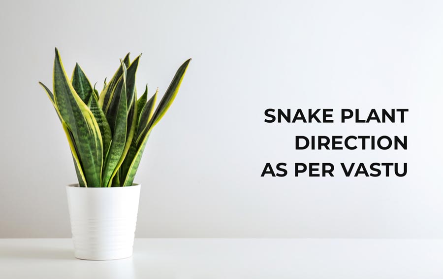 Snake Plant Direction As Per Vastu