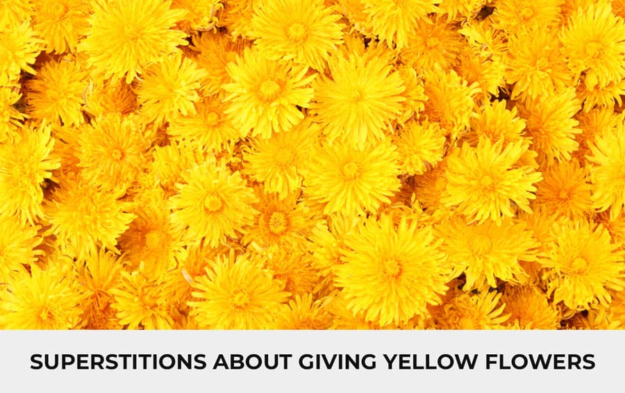 Superstitions about Giving Yellow Flowers