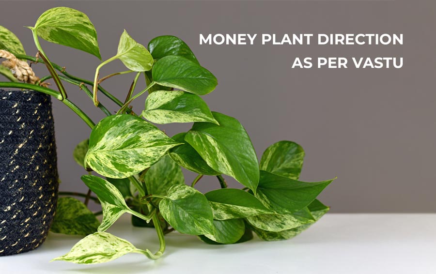 money plant direction as per vastu