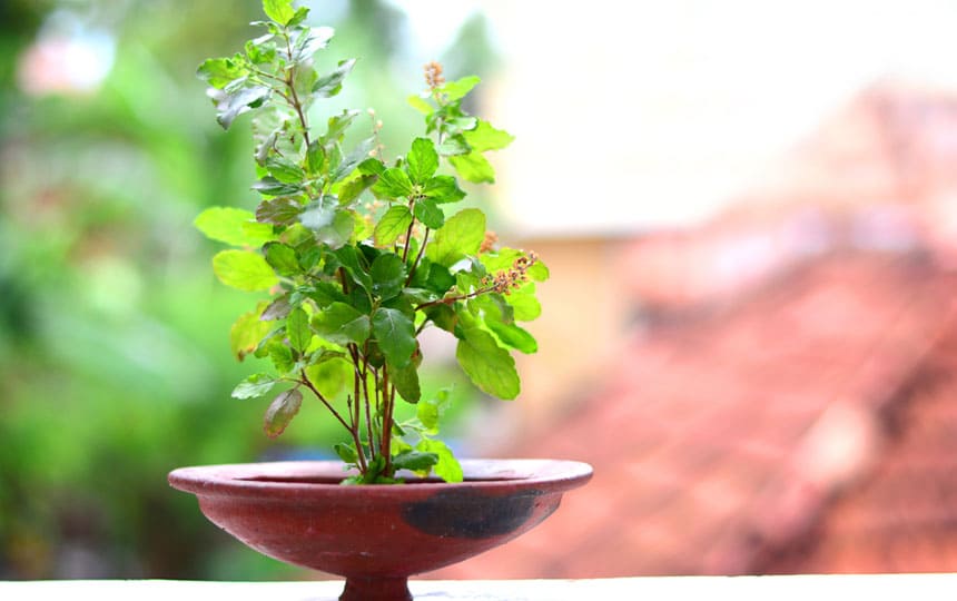 Tulsi Plant Location as per Vastu