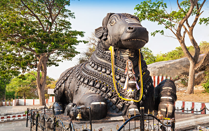 Nandi Puja for gains in the profession