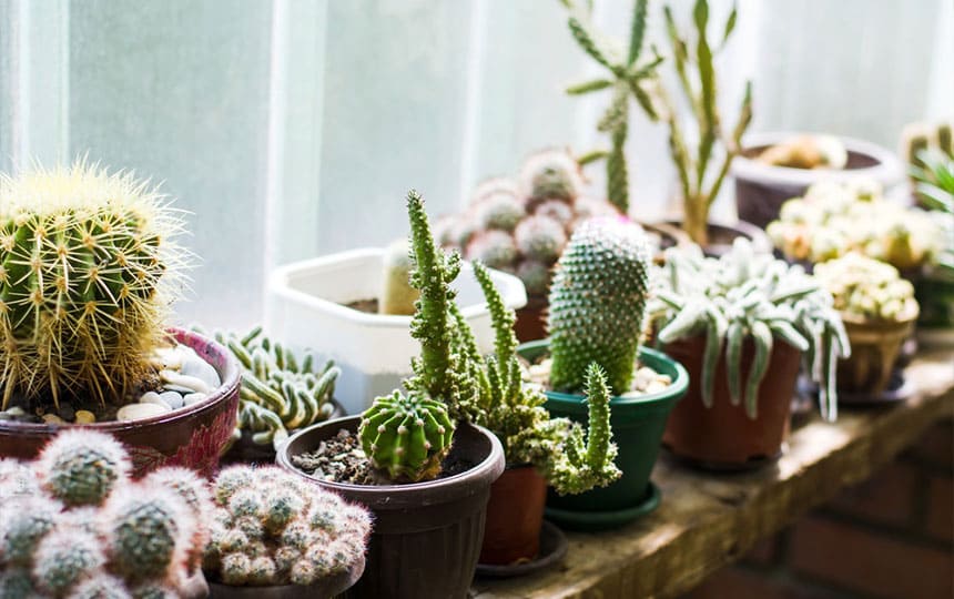 Can Cactus Plants Affect Vastu?