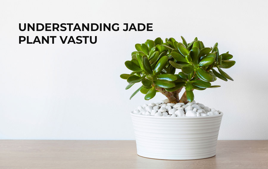 Understanding jade plant vastu