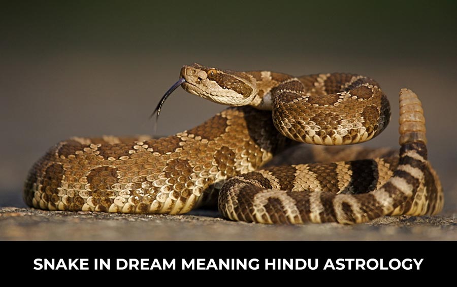 snake in dream meaning hindu astrology