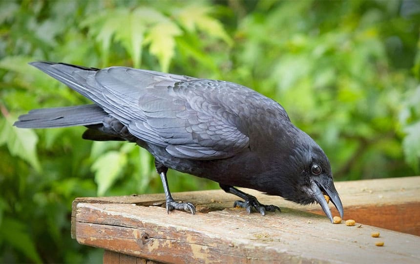 Is feeding crows good ?