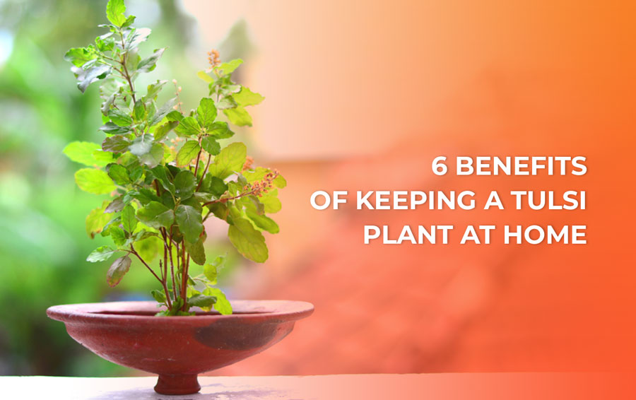 6 Benefits Of Keeping A Tulsi Plant At Home