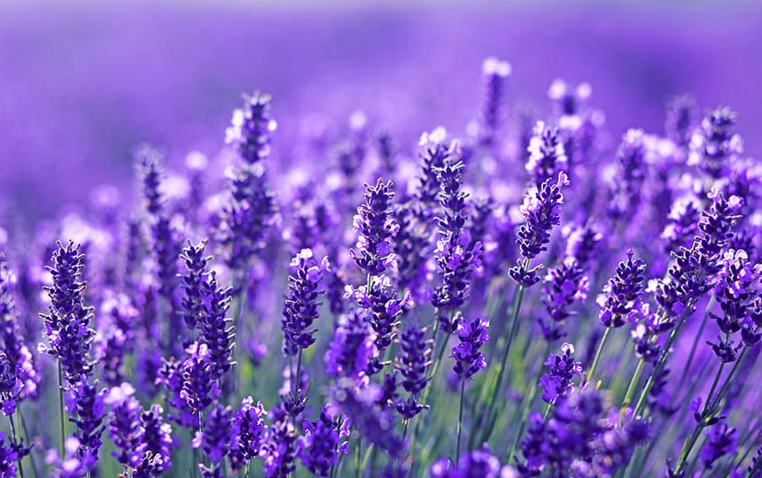 What's the Astrological Significance of Lavender colour