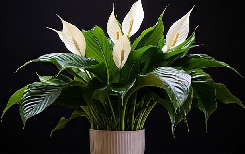 Peace Lily Vastu Direction: Where to Keep