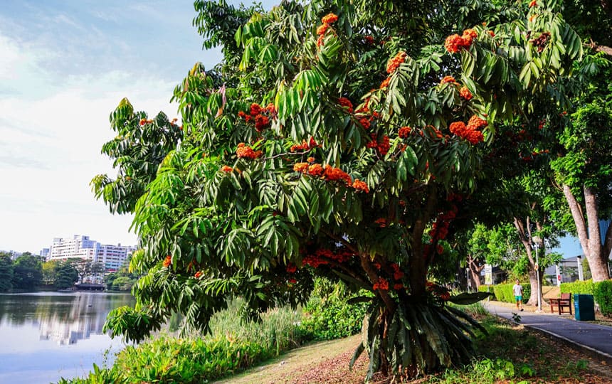 Ashoka tree benefits in Astrology