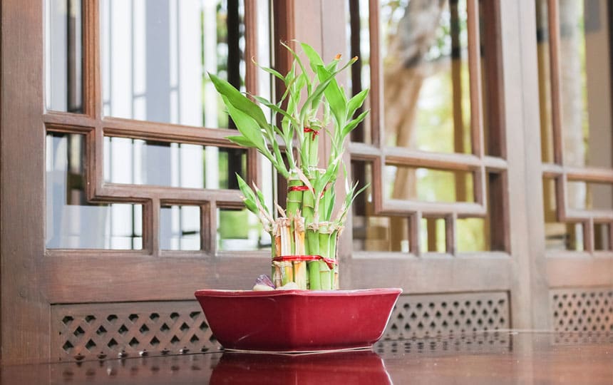 Lucky bamboo plant direction as per vastu