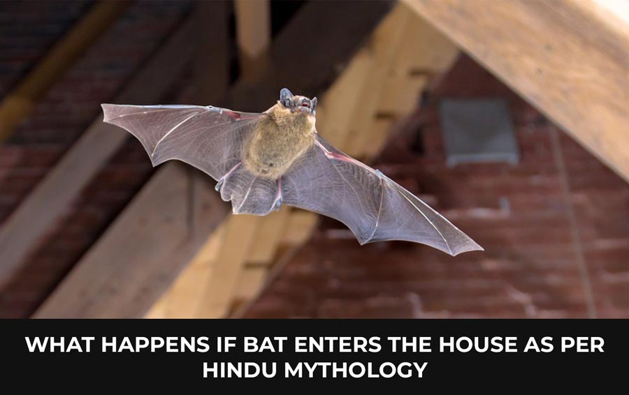 what happens if bat enters the house as per hindu mythology