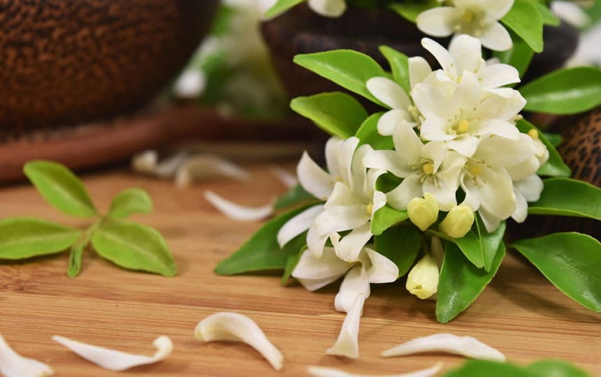 Jasmine plant vastu direction as per vastu