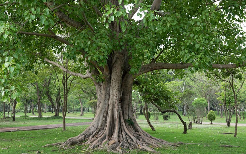 The Significance of the Peepal Tree in Hinduism