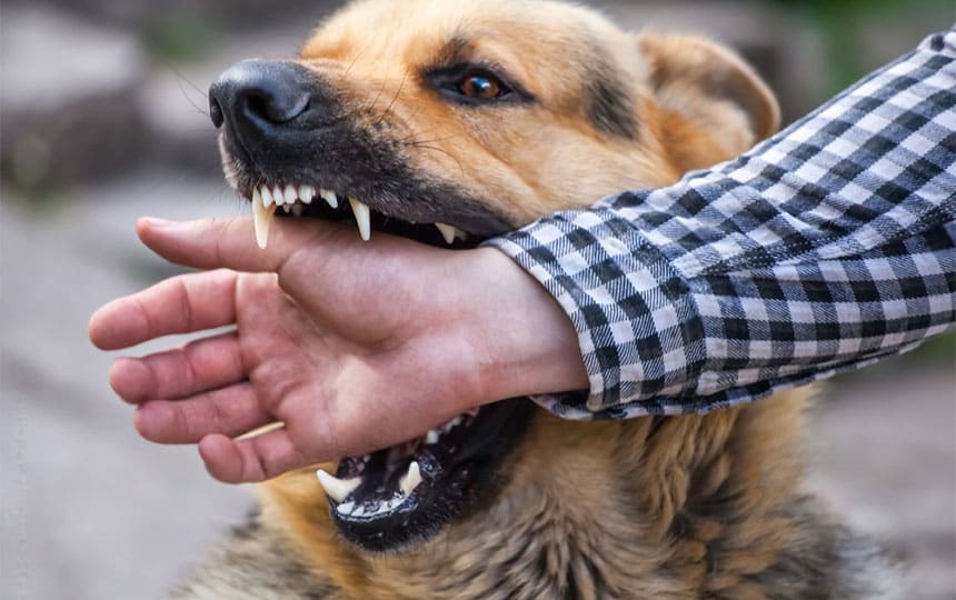 What Your Dream About Dog Bite Could Be Telling You