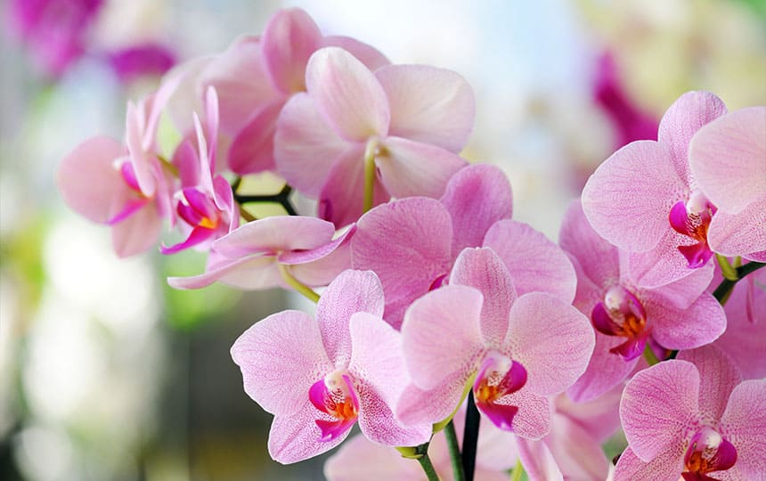 What is Aquarius Birth Flower?