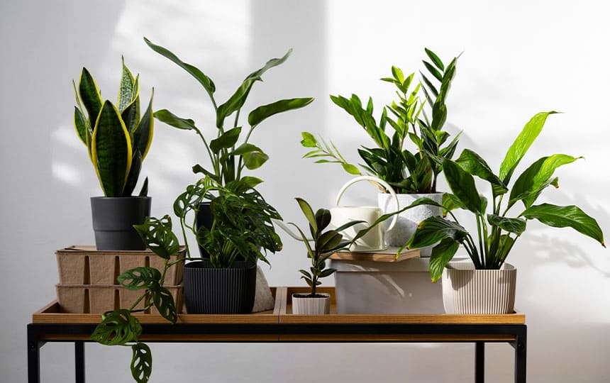 Vastu Tips for Indoor Plants