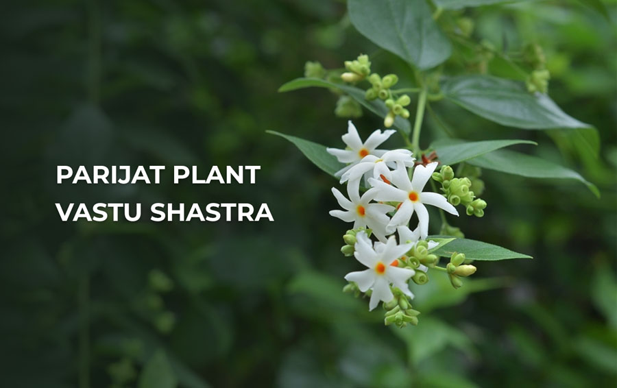 parijat plant vastu shastra