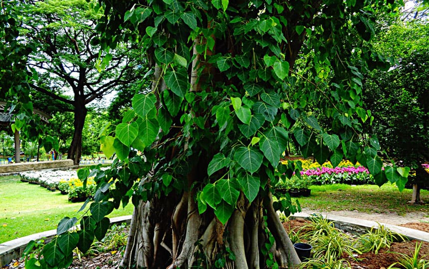 Significance of the Peepal Tree  - Chat with astrologer