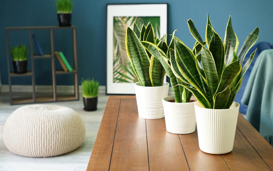 Snake Plant Direction As Per Vastu