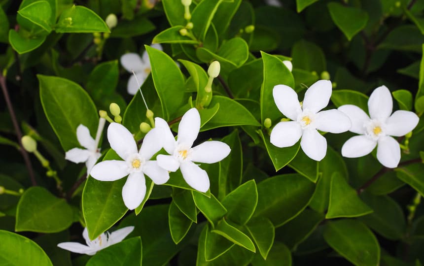 Jasmine plant vastu direction - Chat with astrologer