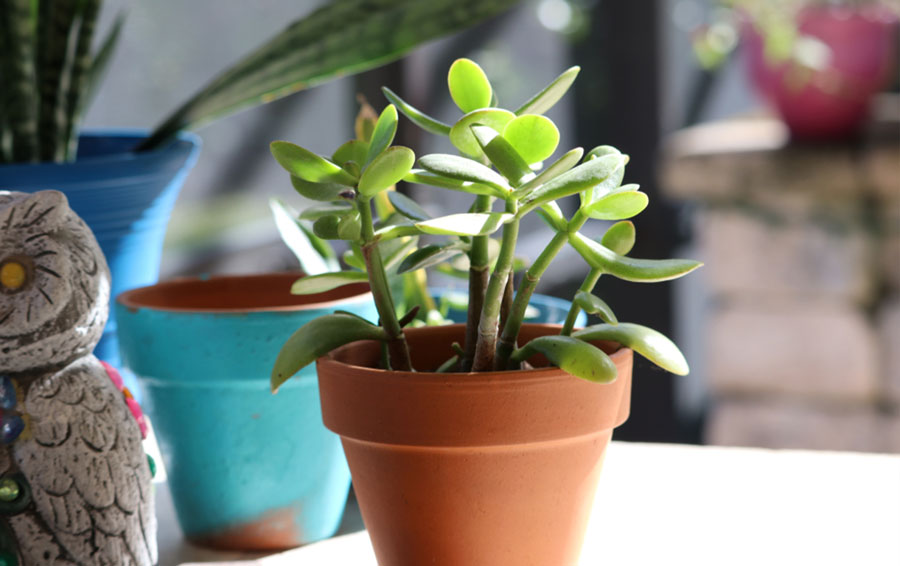 jade plant vastu