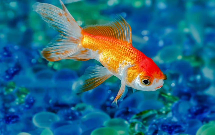 Gold fish vastu - Free chat with astrologer