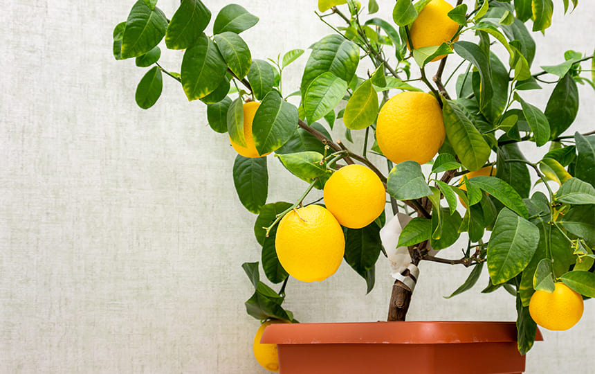 lemon plant at home vastu - Chat with astrologer