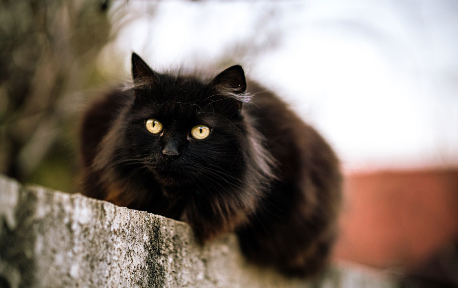 Black cat superstition